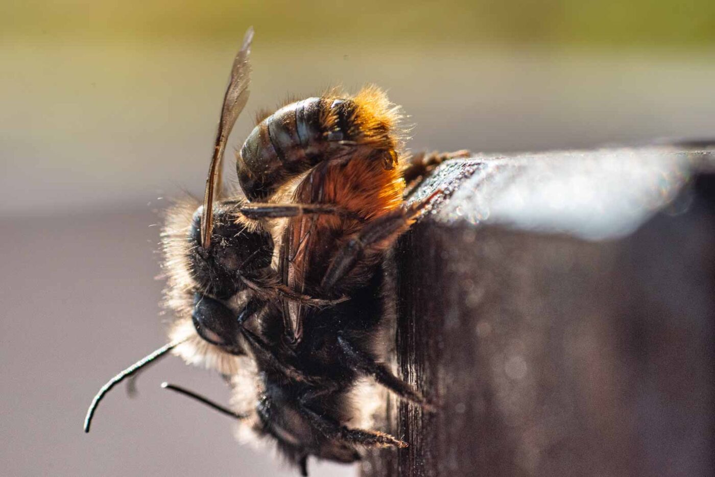 2021-03-25 - RE-Sidenzia auf'm BallKong