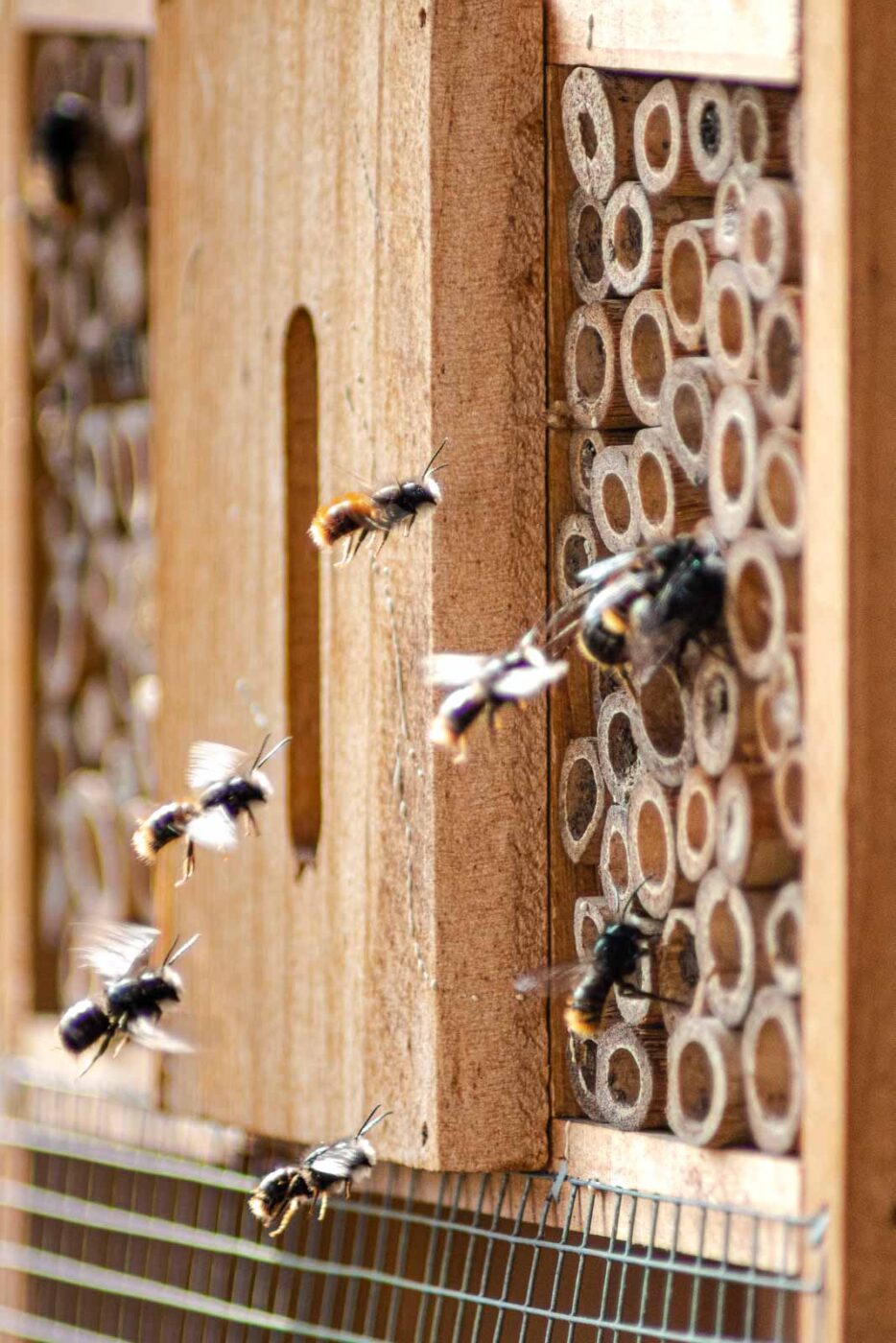 2021-03-25 - RE-Sidenzia auf'm BallKong