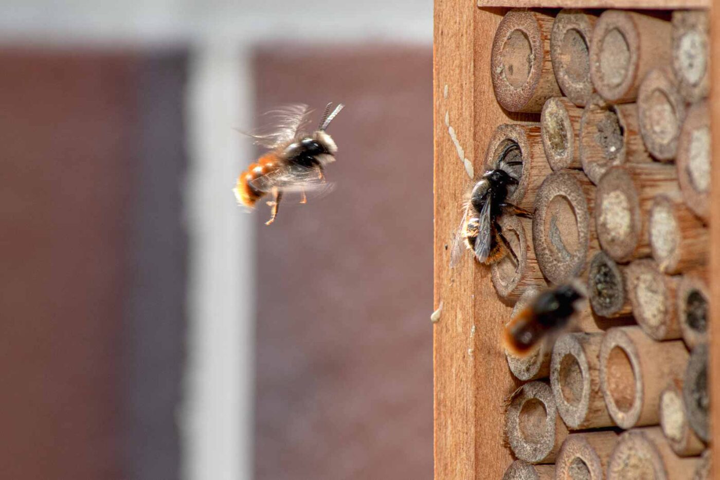 2021-03-25 - RE-Sidenzia auf'm BallKong