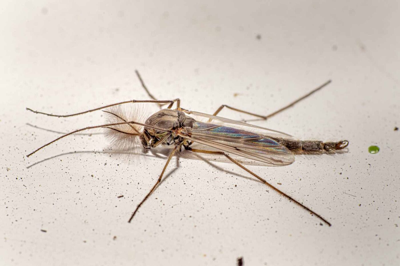 2021-03-27 - RE-Sidenzia auf'm BallKong