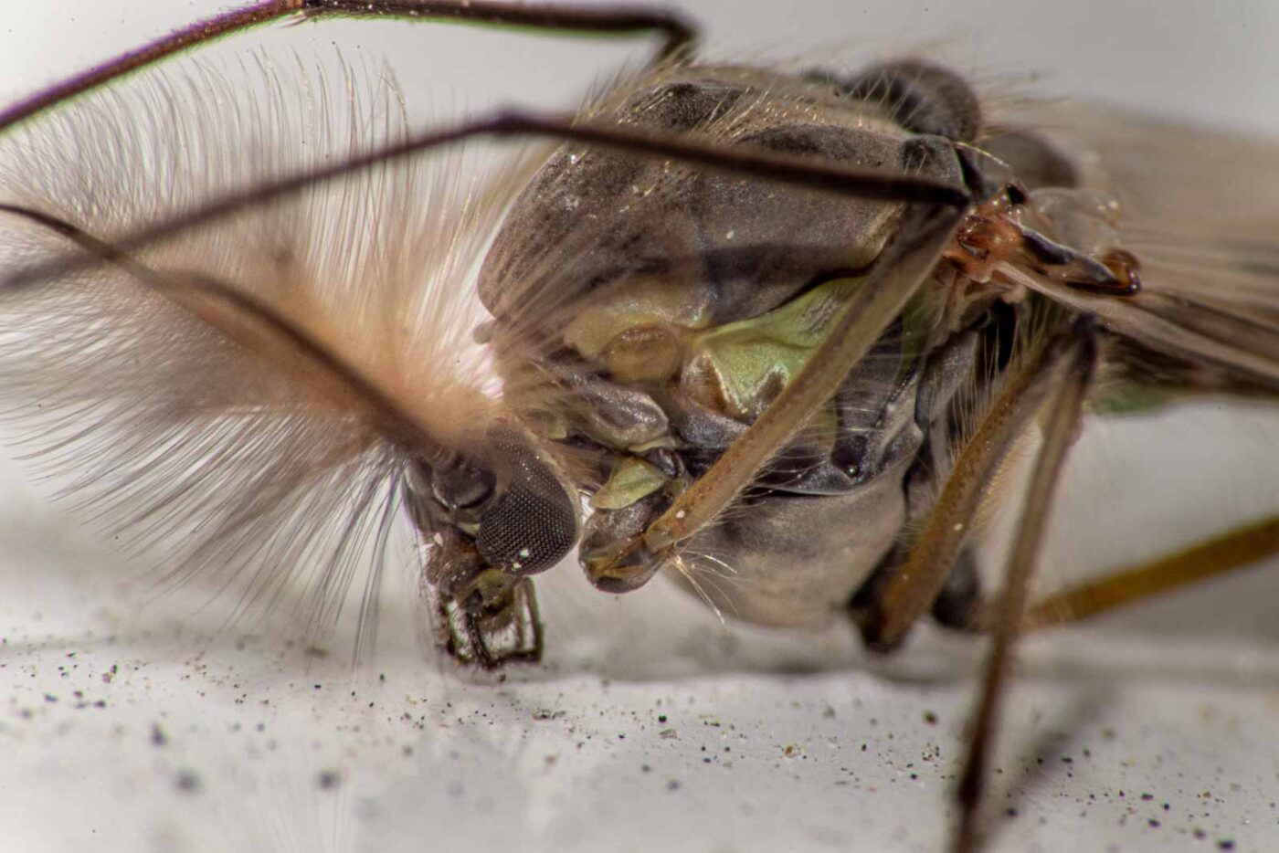 2021-03-27 - RE-Sidenzia auf'm BallKong
