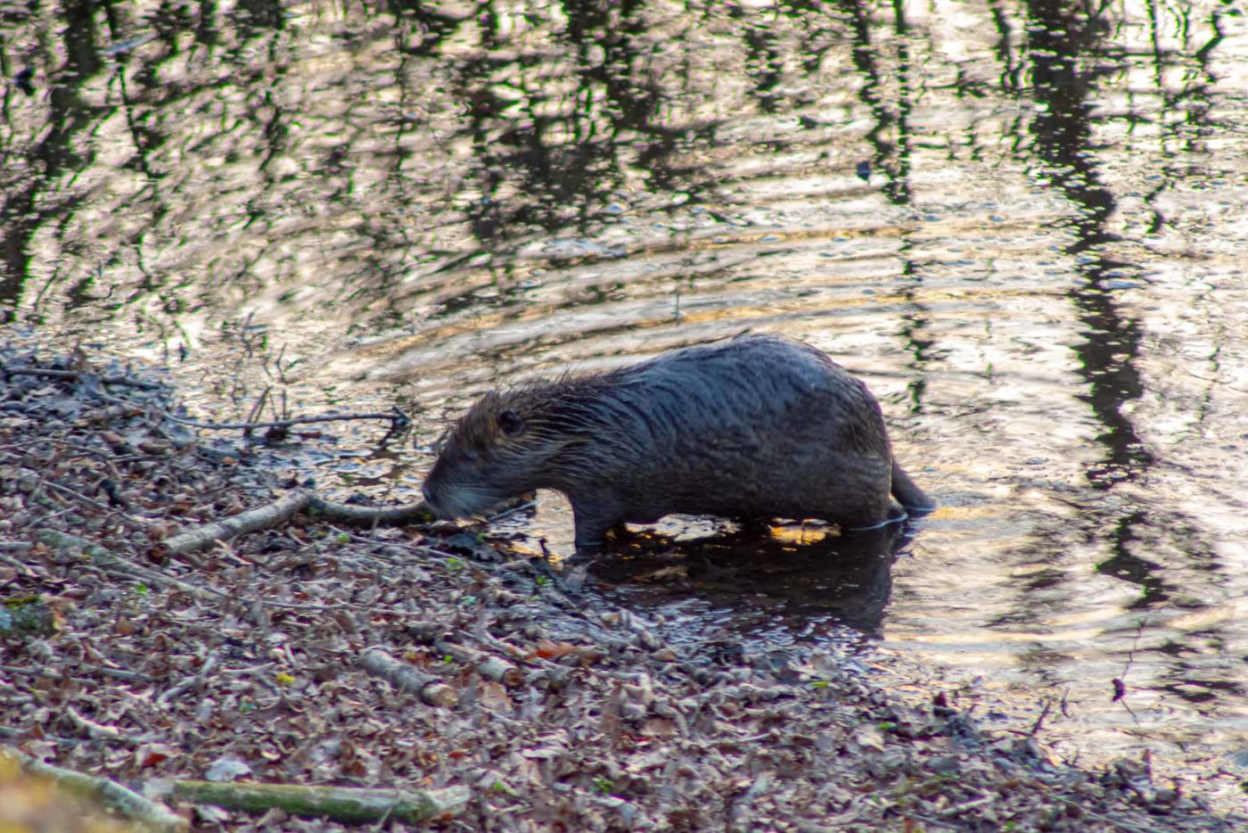 2021-03-31 - NSG Bladenhorster Forst Recklinghausen