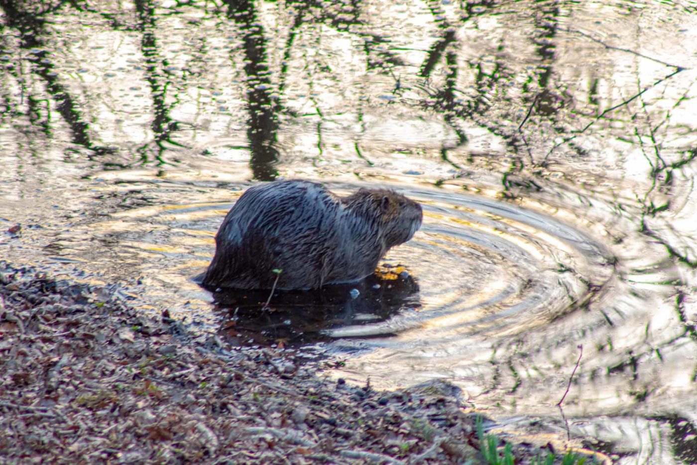 2021-03-31 - NSG Bladenhorster Forst Recklinghausen