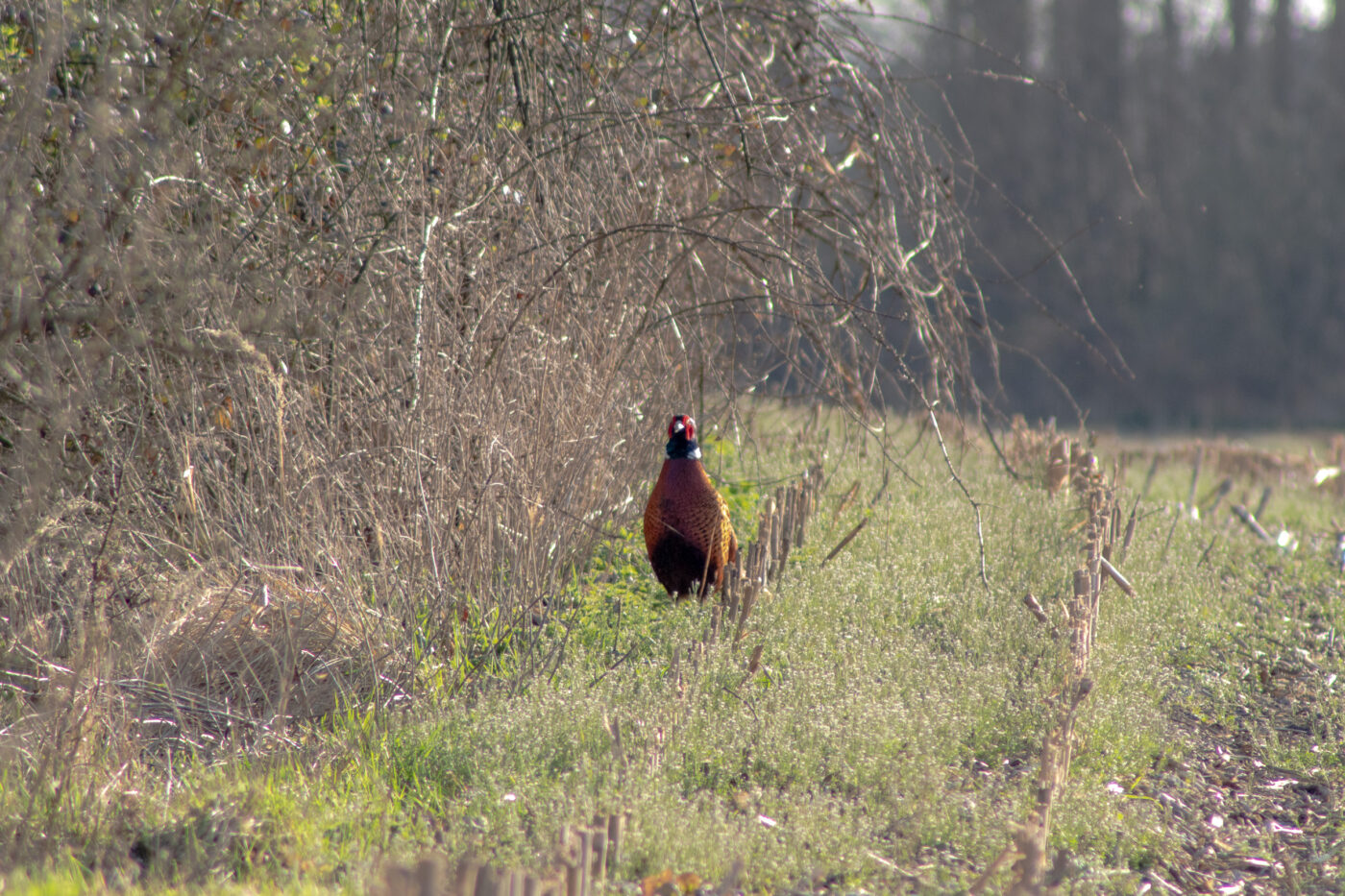 2021-03-31 - NSG Brandheide Recklinghausen