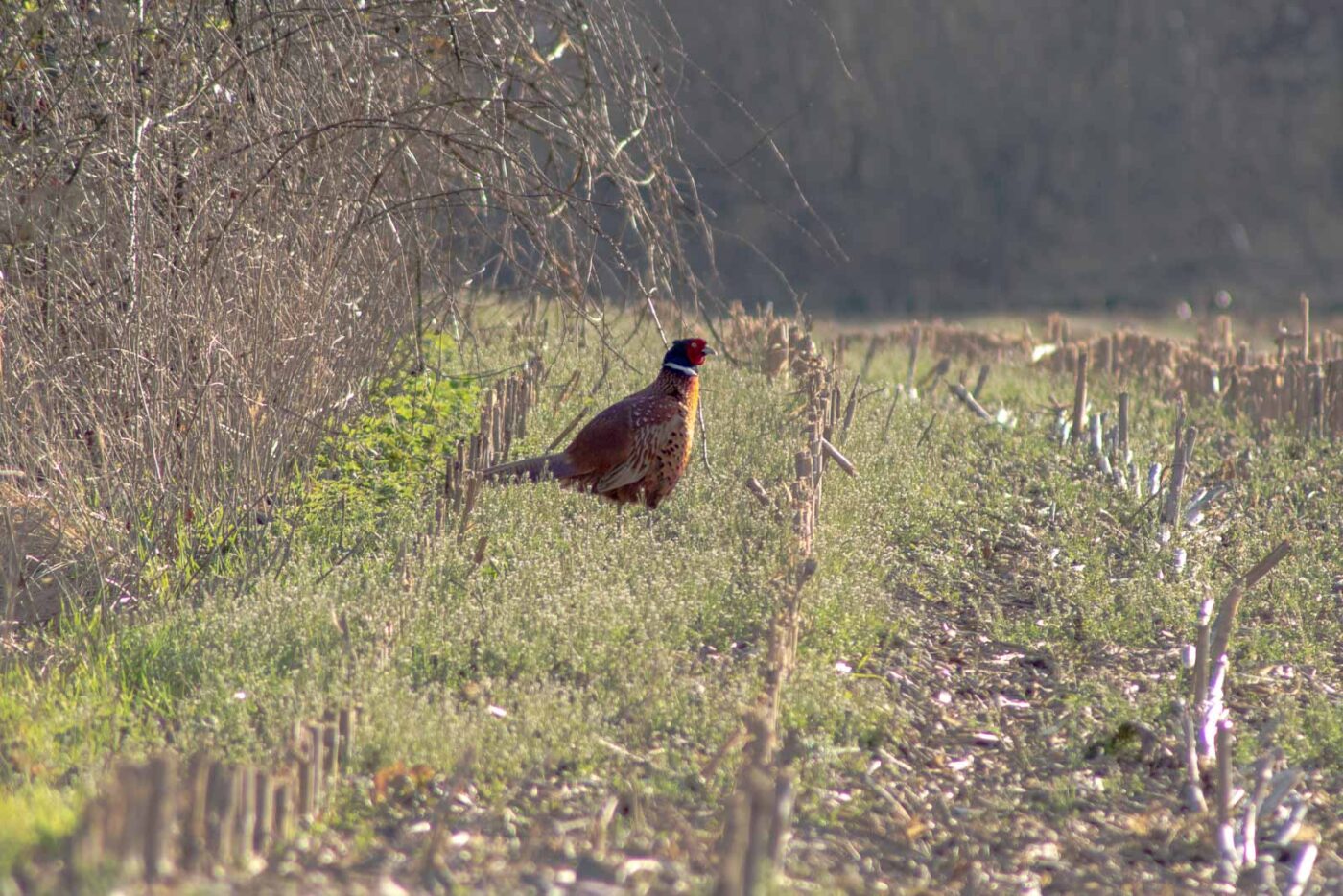 2021-03-31 - NSG Brandheide Recklinghausen