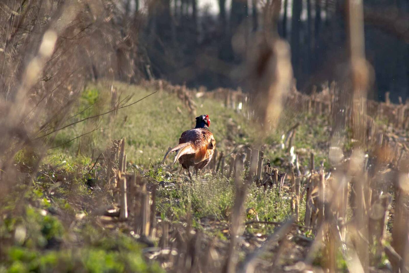 2021-03-31 - NSG Brandheide Recklinghausen