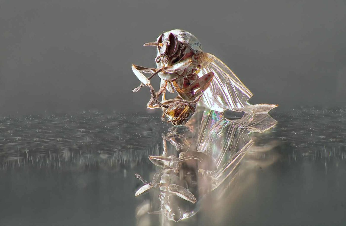 2021-03-31 - NSG Brandheide Recklinghausen