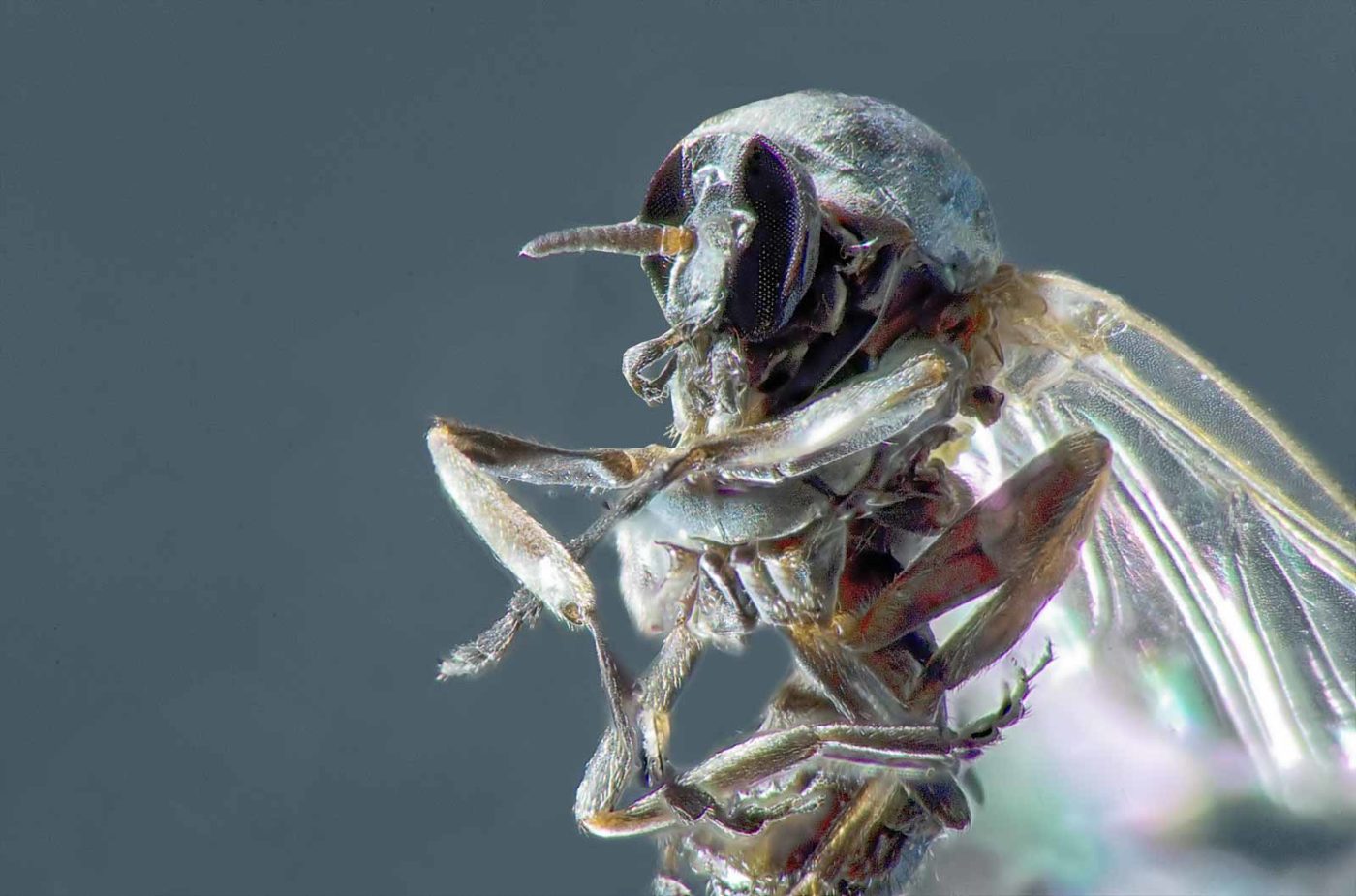 2021-03-31 - NSG Brandheide Recklinghausen