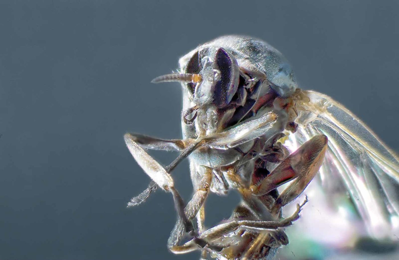 2021-03-31 - NSG Brandheide Recklinghausen