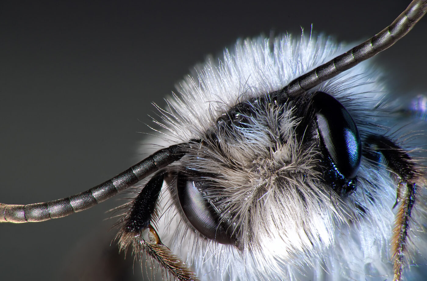 2021-04-01 - Residenzia - HolyHalla - Sandbiene