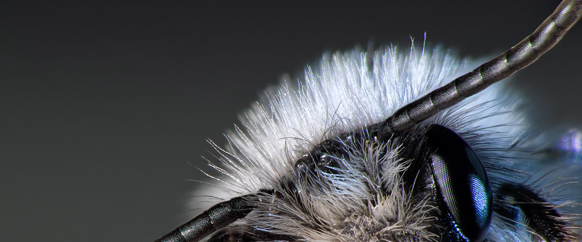 °weisse bindensandbiene°