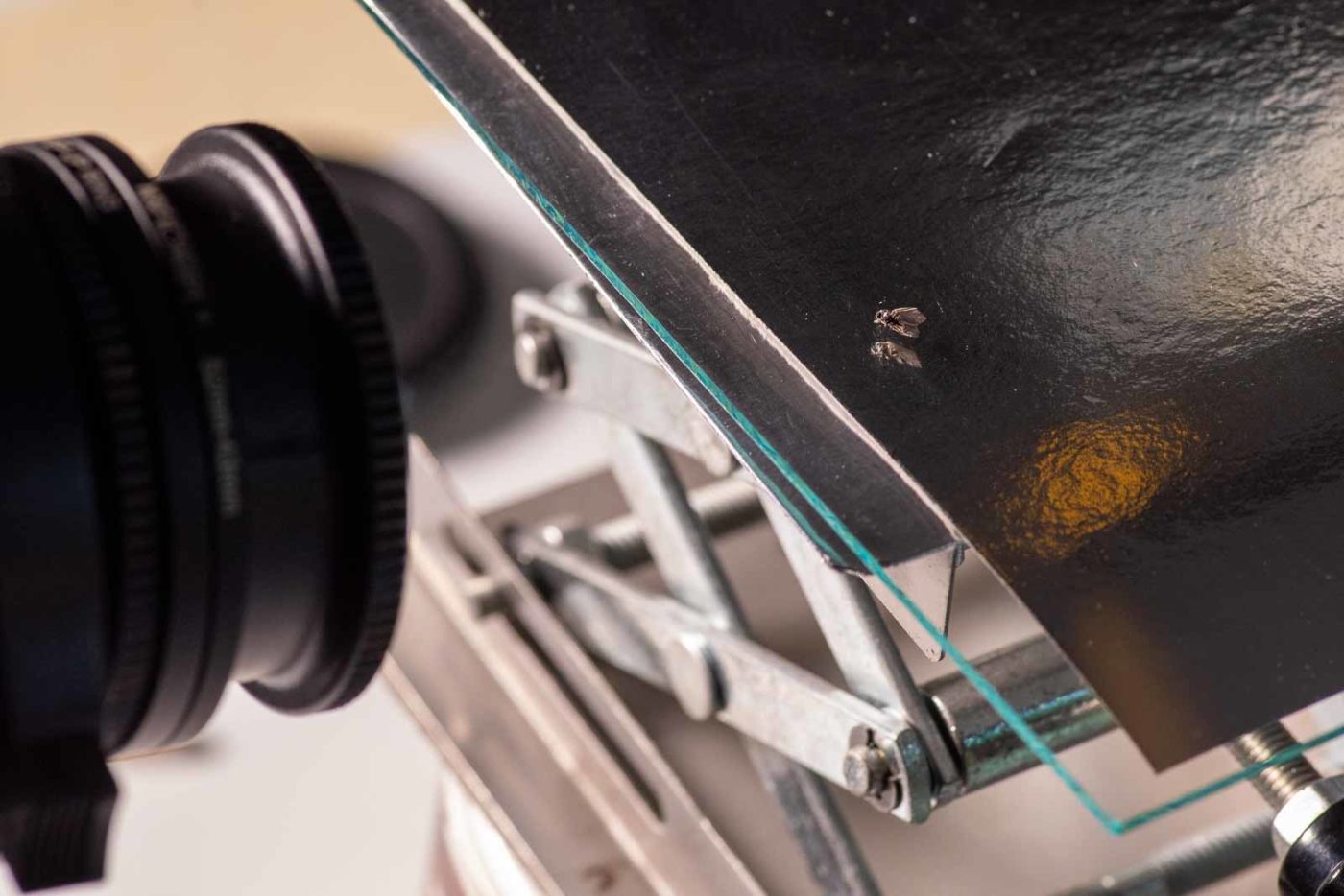 2021-04-01 - Residenzia - HolyHalla - TheMof of the Sandbiene