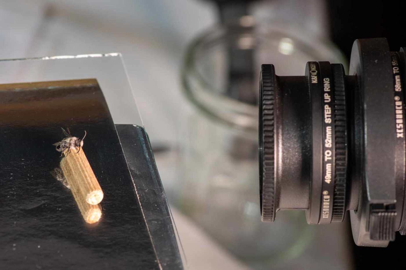 2021-04-01 - Residenzia - HolyHalla - TheMof of the Sandbiene