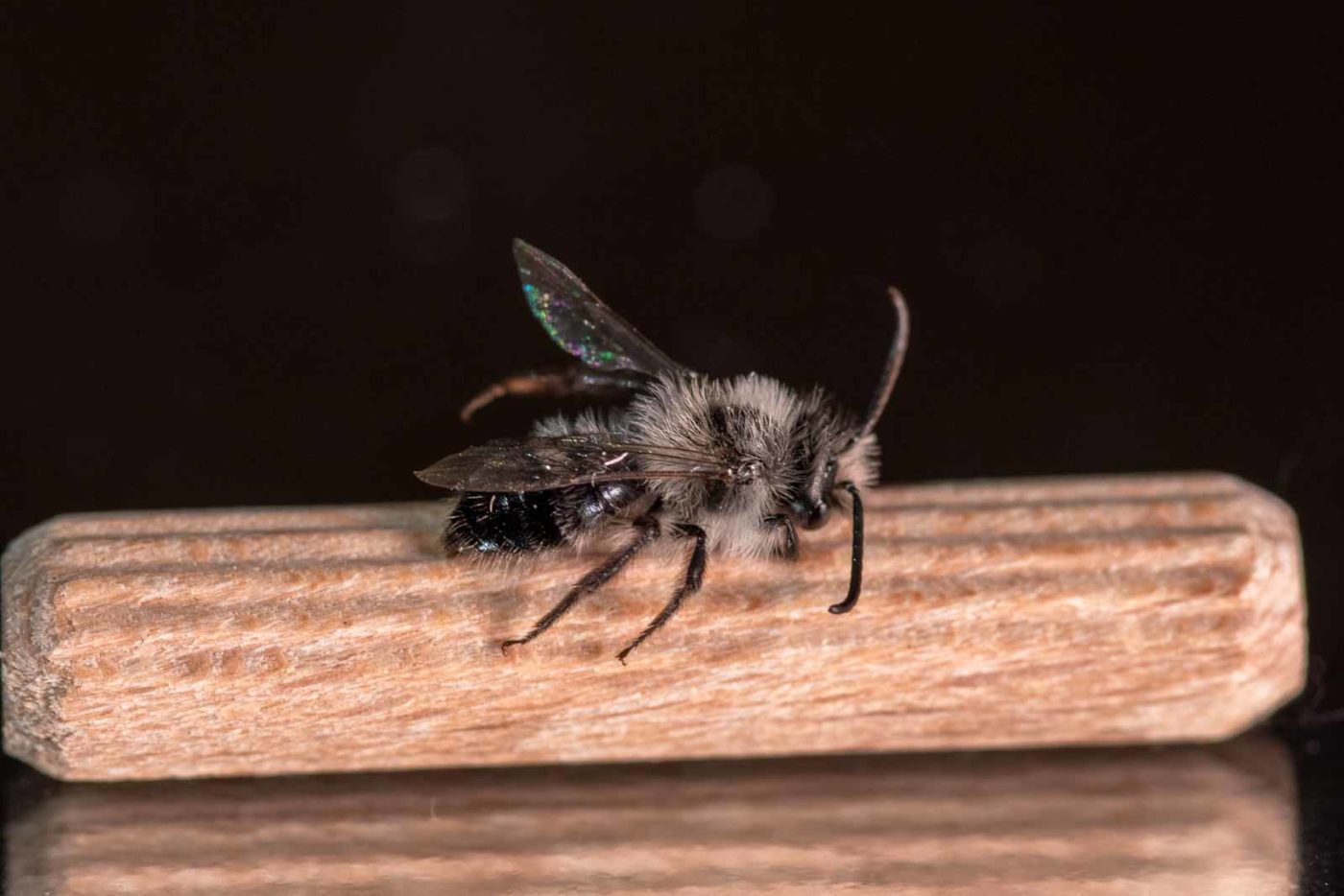 2021-04-01 - Residenzia - HolyHalla - TheMof of the Sandbiene