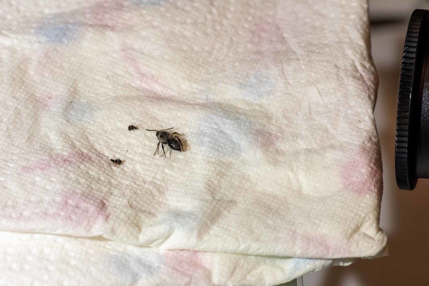 2021-04-01 - Residenzia - HolyHalla - TheMof of the Sandbiene