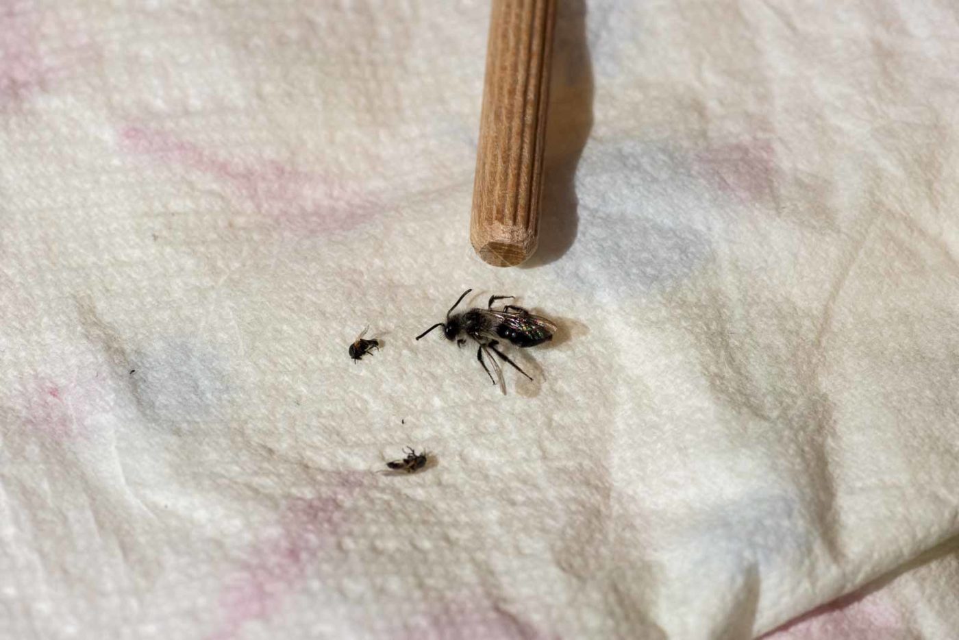 2021-04-01 - Residenzia - HolyHalla - TheMof of the Sandbiene