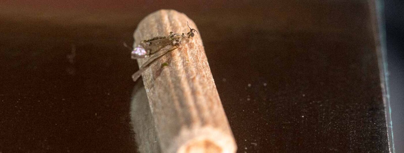 2021-04-03 - RE-Sidenzia auf'm BallKong