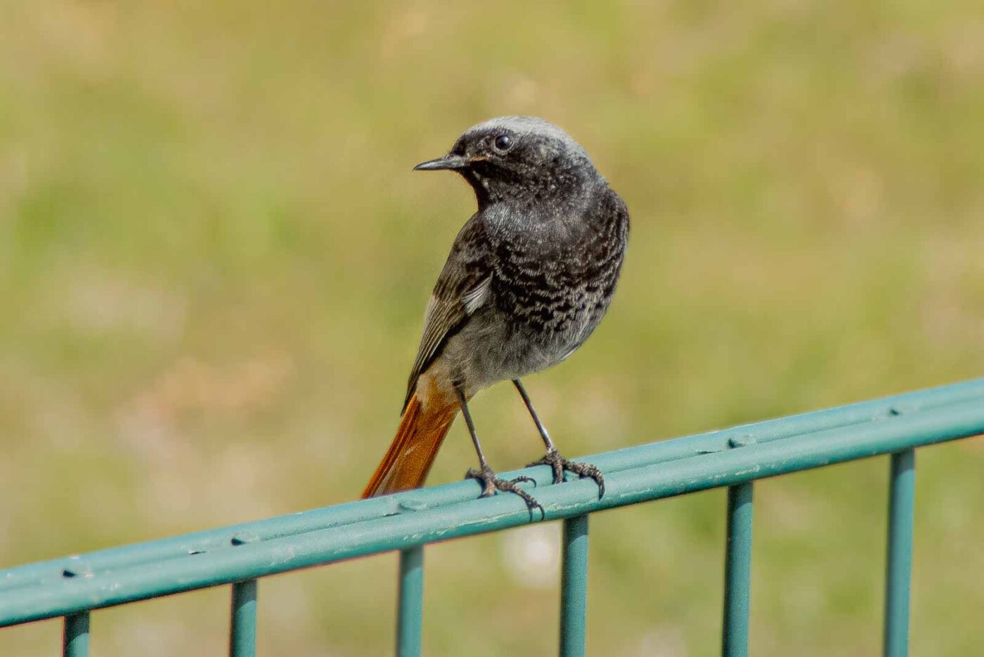 2021-04-24 - RE-Sidenzia auf'm BallKong