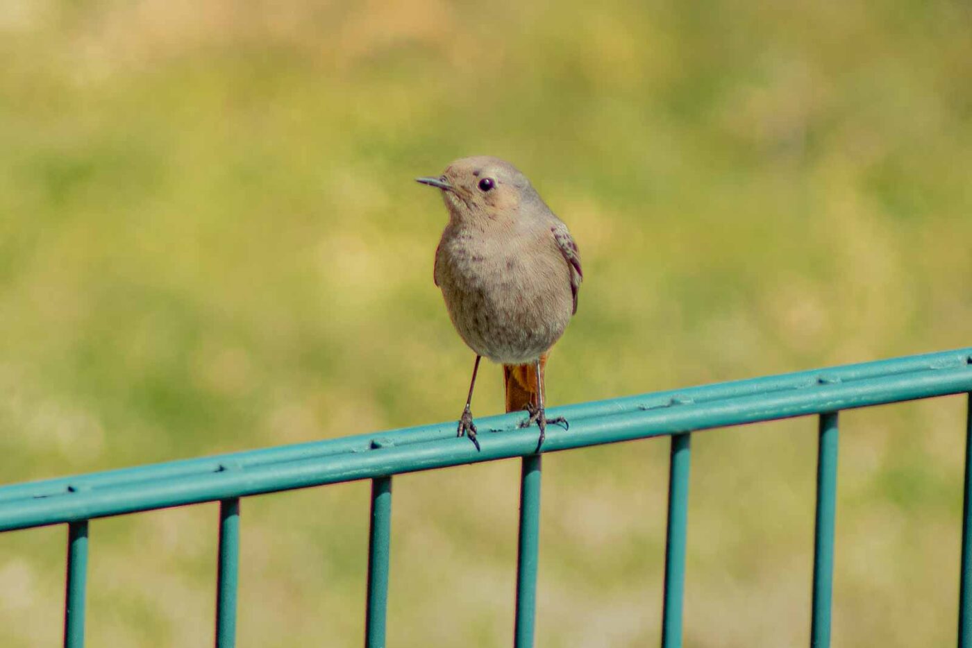 2021-04-24 - RE-Sidenzia auf'm BallKong