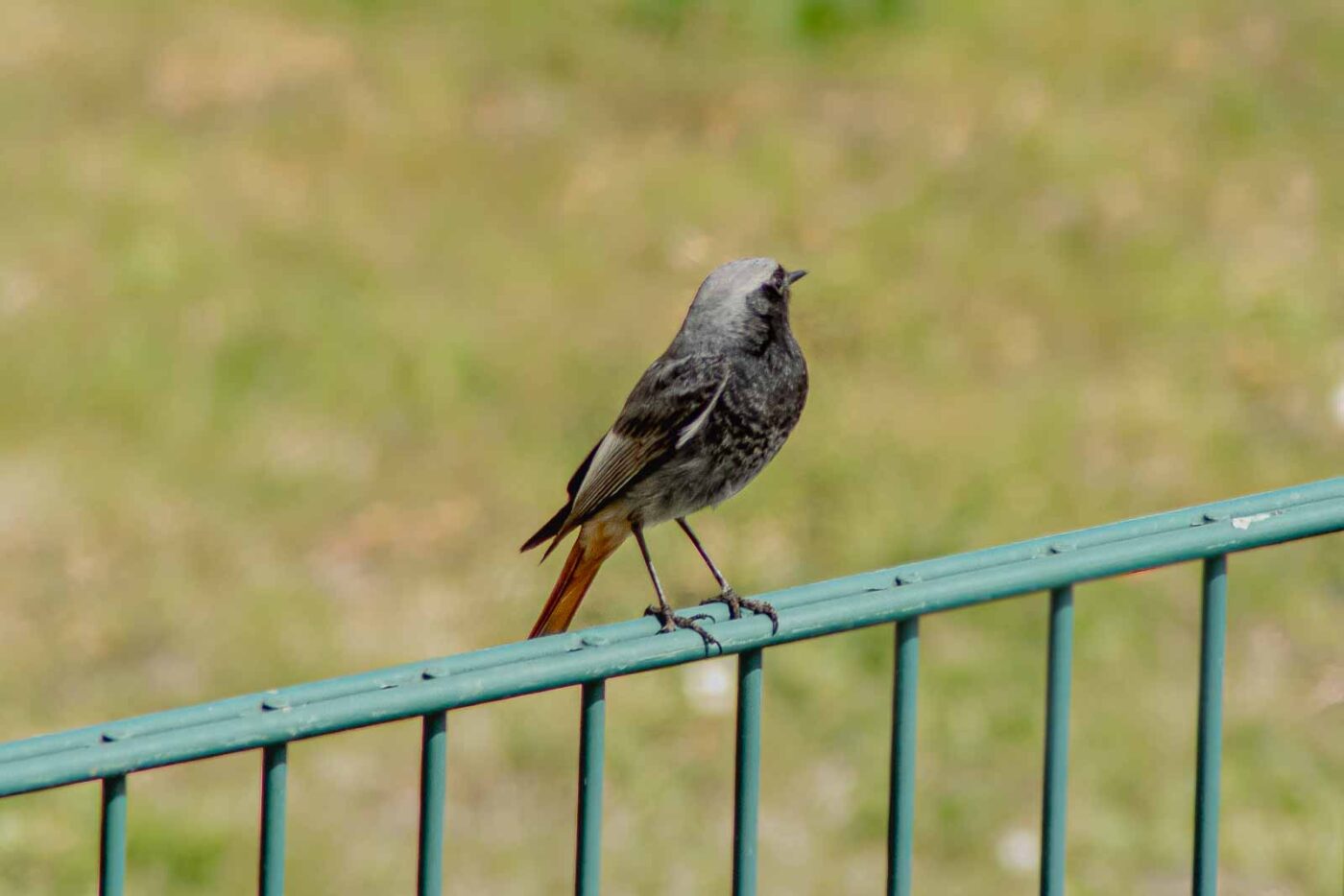 2021-04-24 - RE-Sidenzia auf'm BallKong