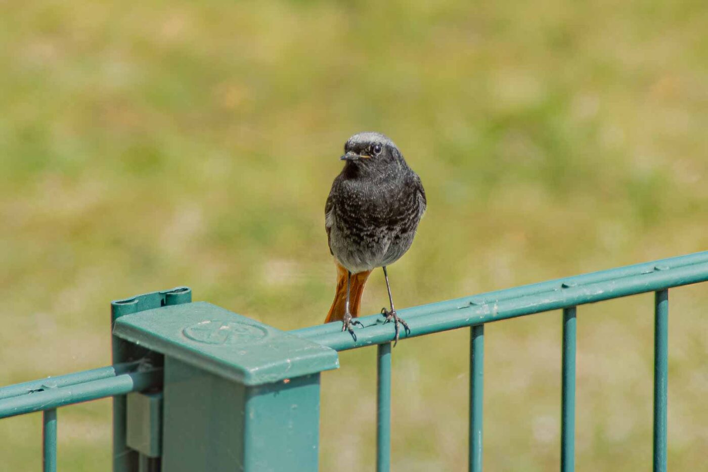 2021-04-24 - RE-Sidenzia auf'm BallKong
