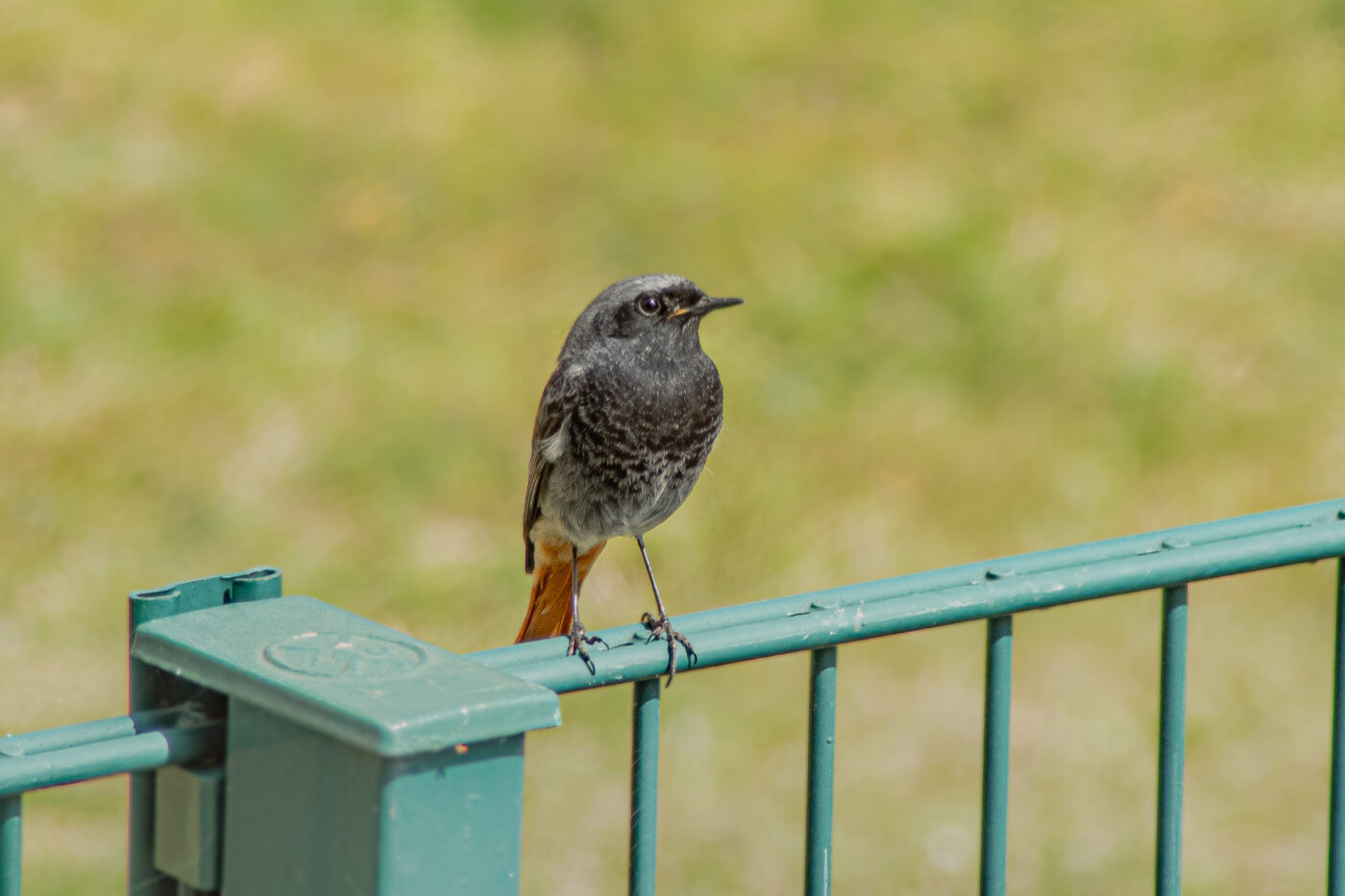 2021-04-24 - RE-Sidenzia auf'm BallKong