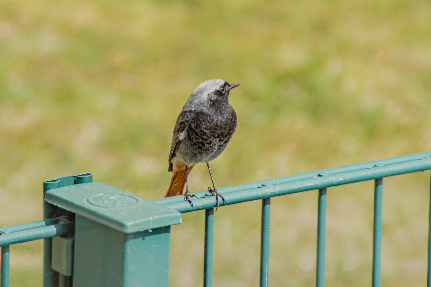 2021-04-24 - RE-Sidenzia auf'm BallKong
