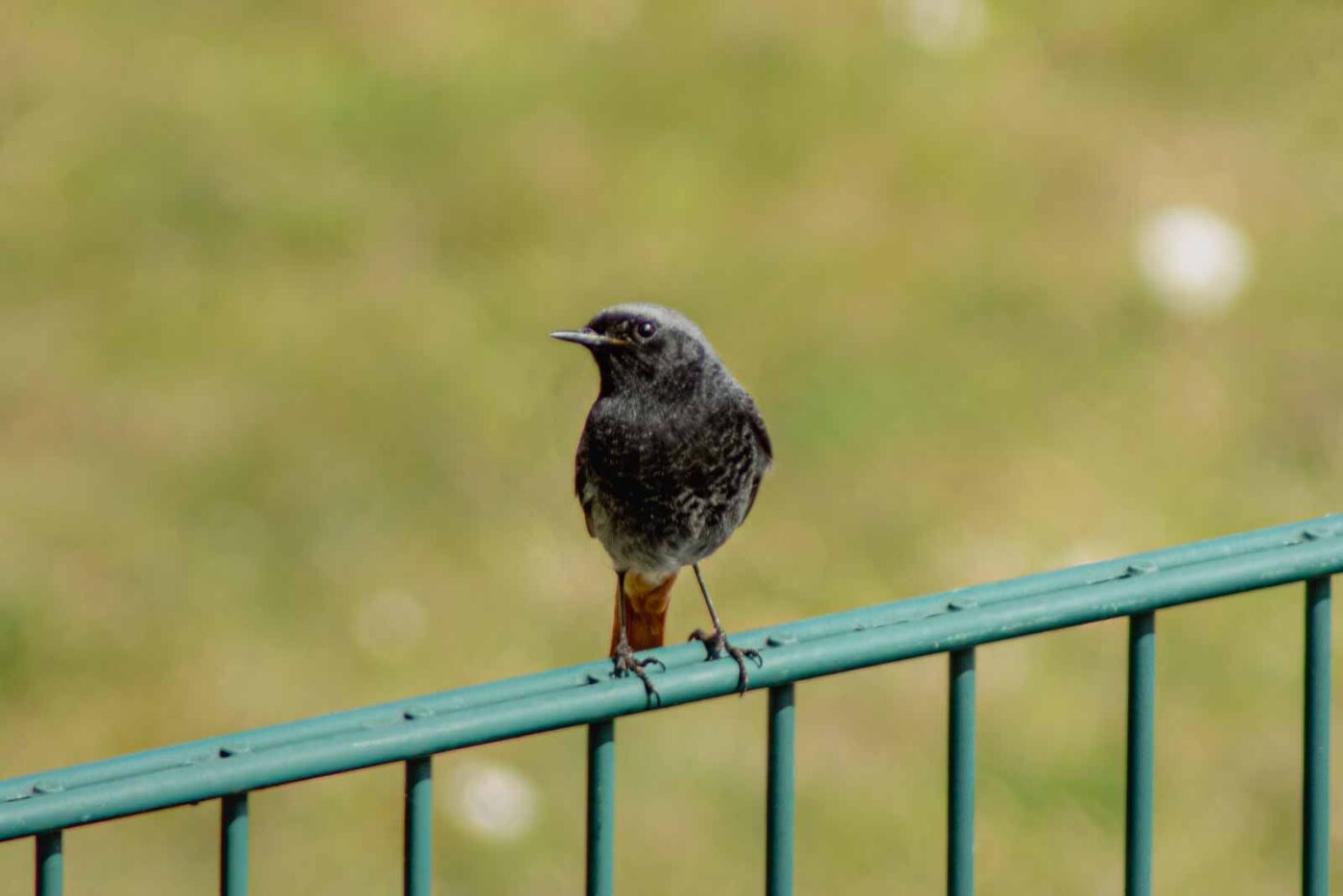 2021-04-24 - RE-Sidenzia auf'm BallKong