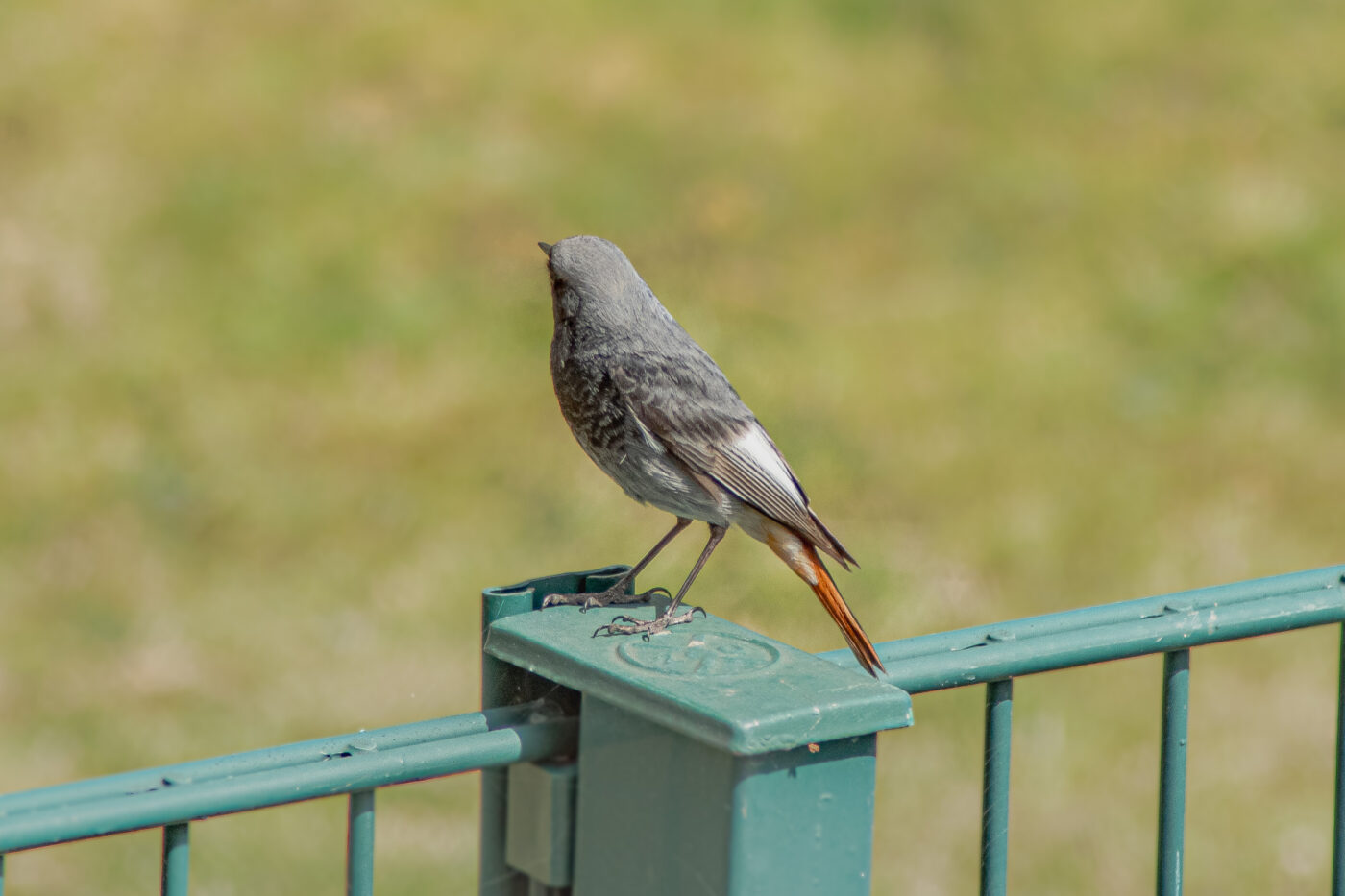 2021-04-24 - RE-Sidenzia auf'm BallKong