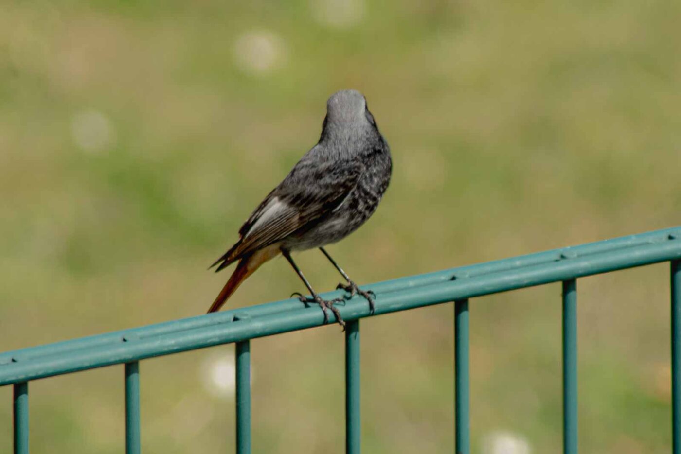 2021-04-24 - RE-Sidenzia auf'm BallKong