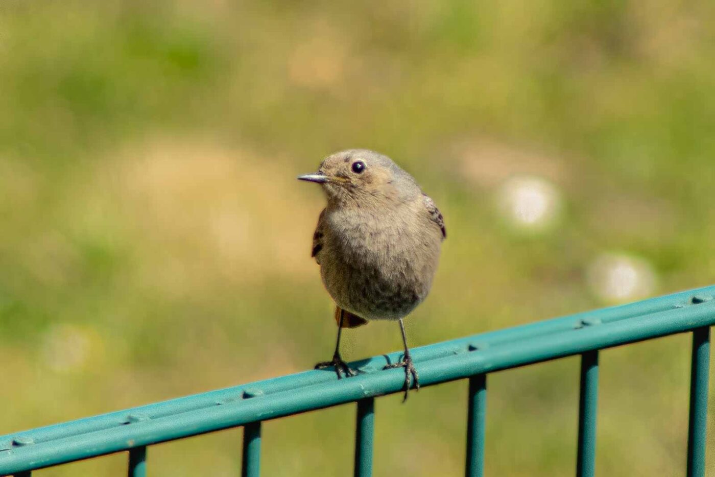 2021-04-24 - RE-Sidenzia auf'm BallKong