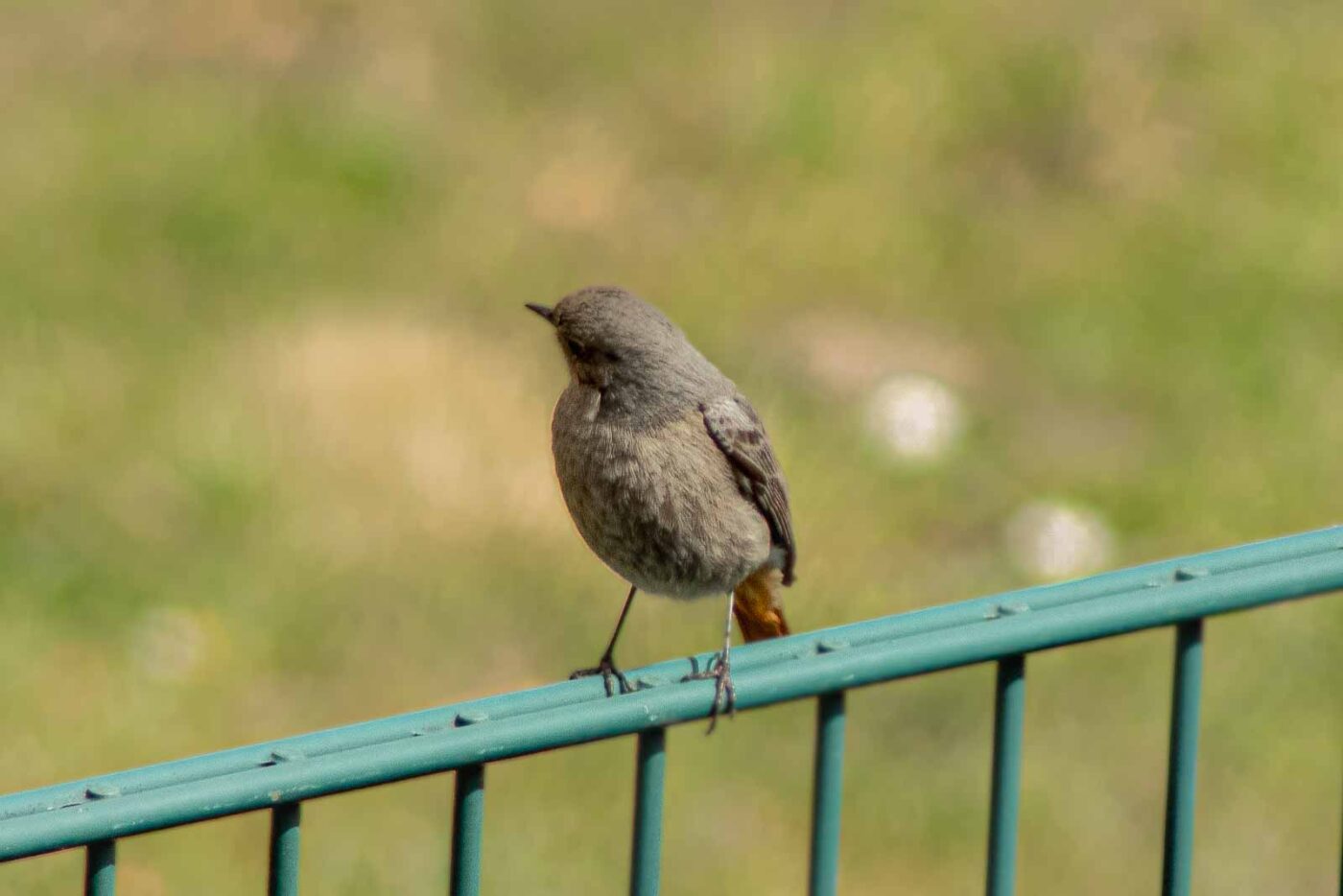 2021-04-24 - RE-Sidenzia auf'm BallKong