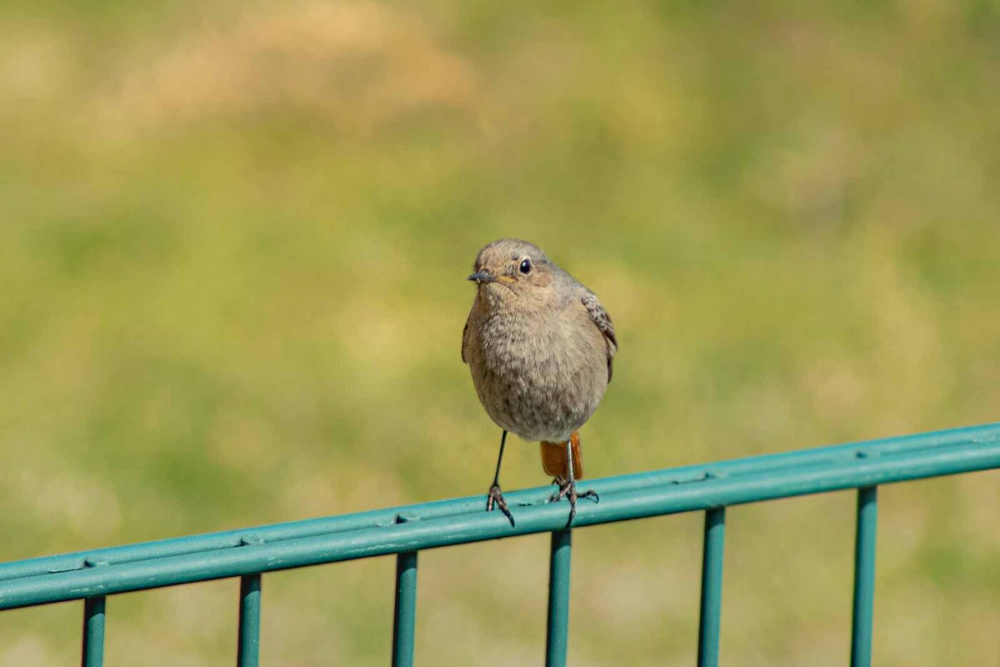 2021-04-24 - RE-Sidenzia auf'm BallKong