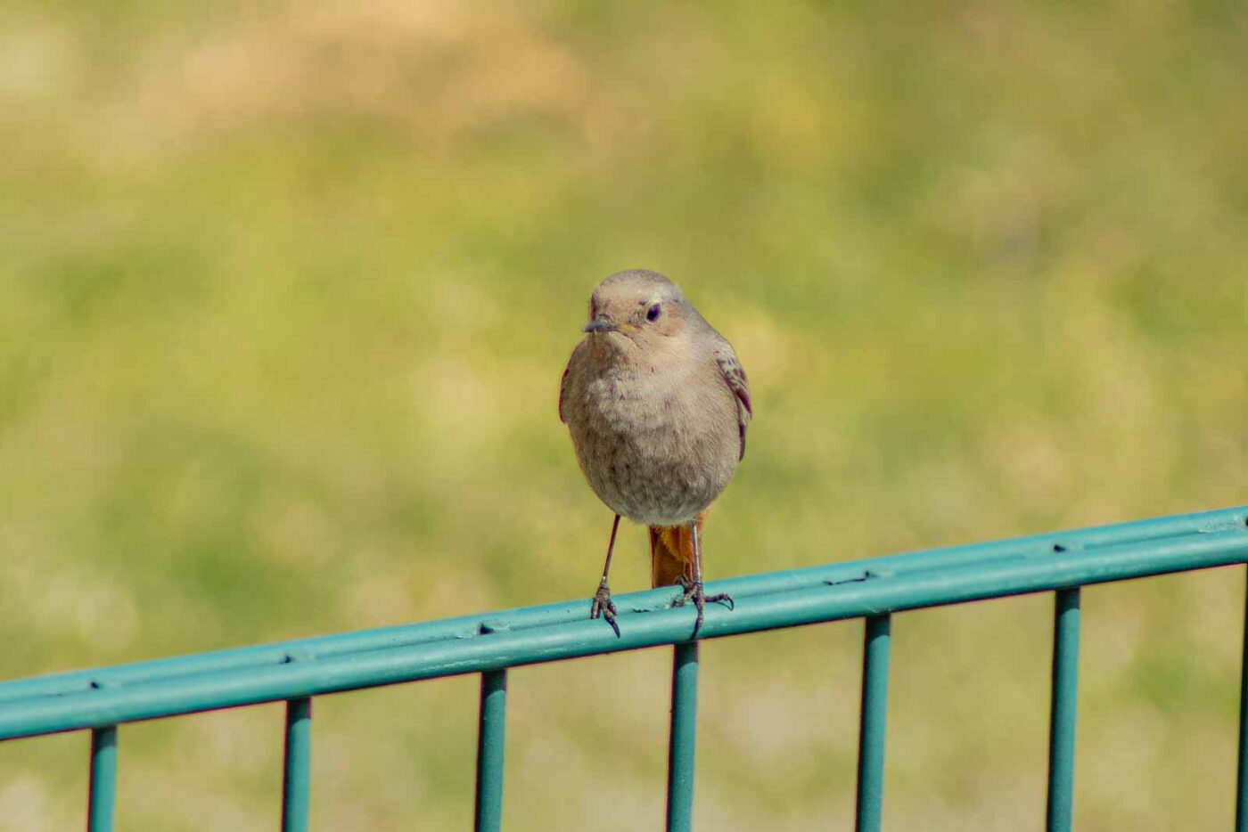 2021-04-24 - RE-Sidenzia auf'm BallKong