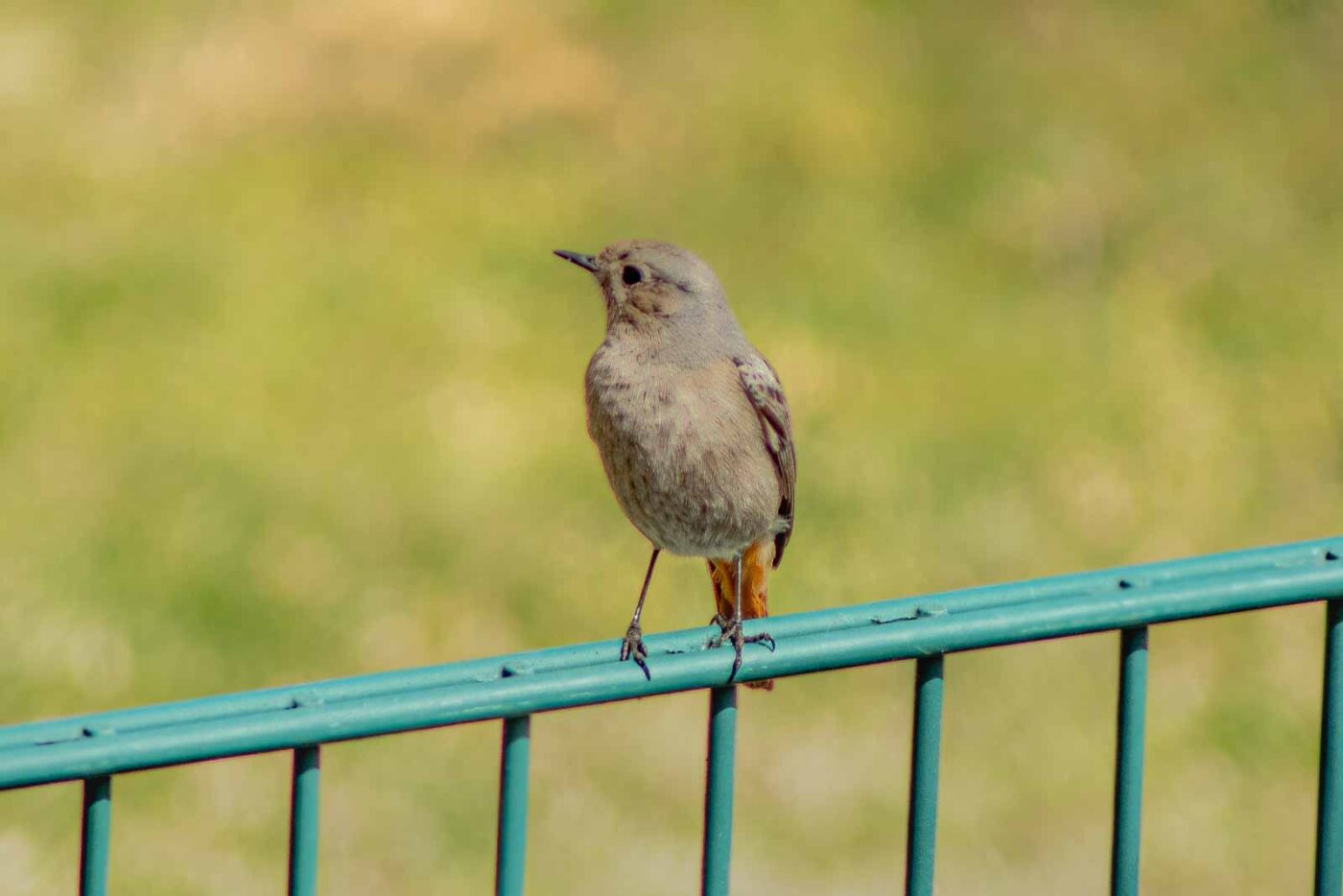 2021-04-24 - RE-Sidenzia auf'm BallKong