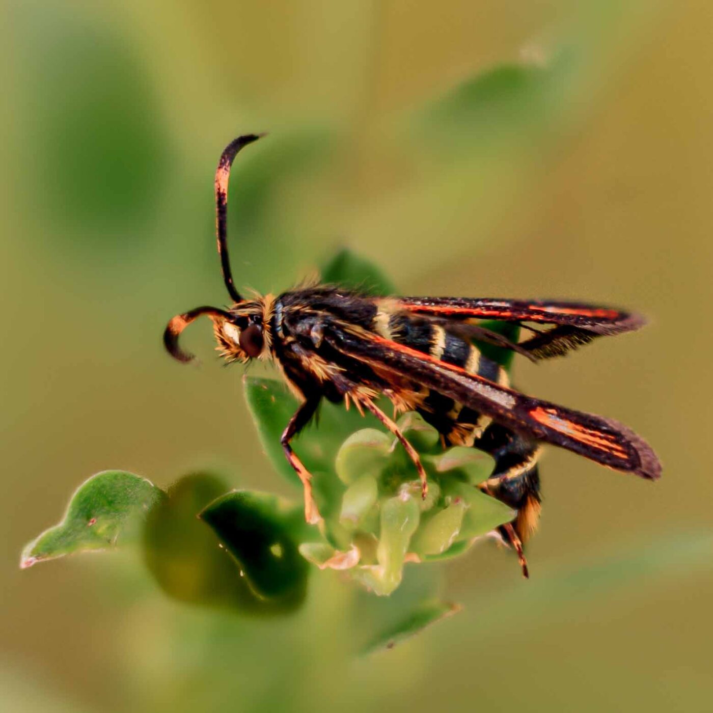 2017-06-25 - NSG Halde Pluto-Wilhelm HER-Wanne