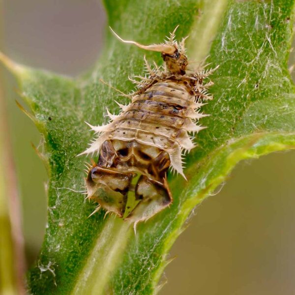 2017-06-25 - NSG Halde Pluto-Wilhelm HER-Wanne