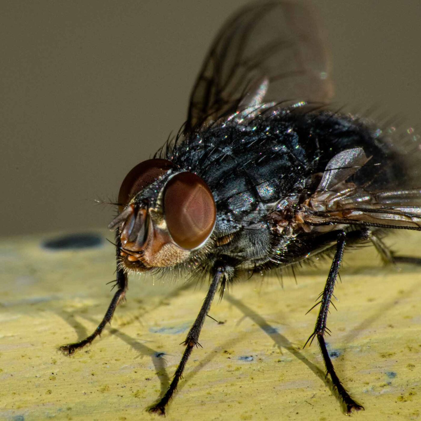 2023-08-18 - RE-Sidenzia auf'm BallKong