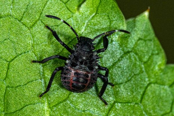 2023-08-18 - RE-Sidenzia auf'm BallKong