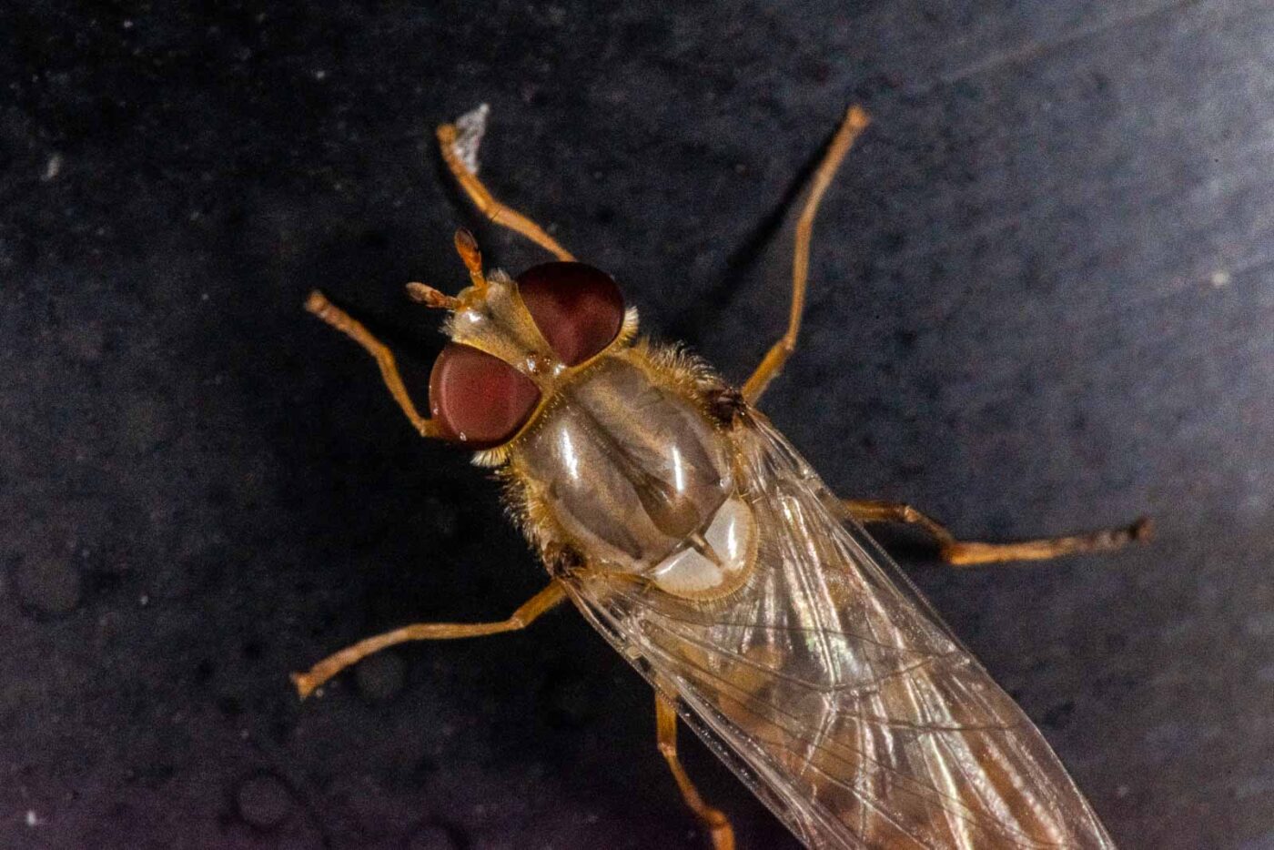 2023-08-22 - RE-Sidenzia auf'm BallKong