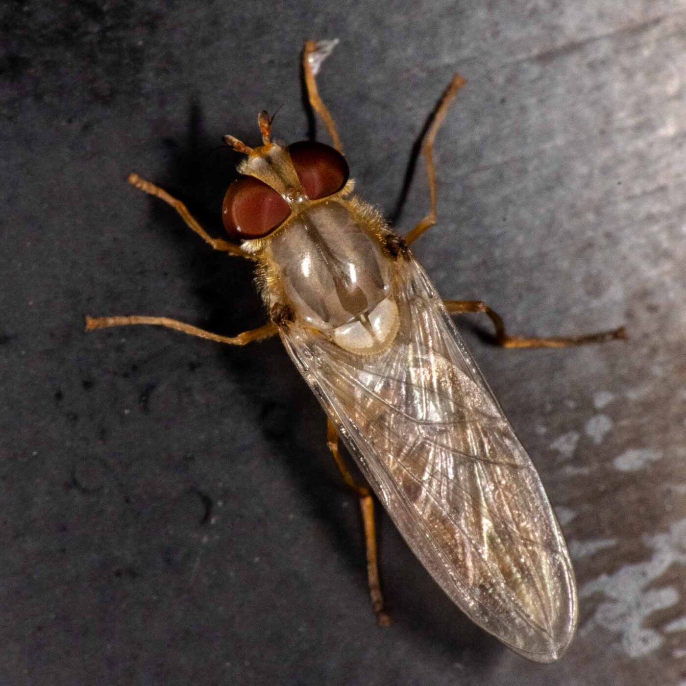 2023-08-22 - RE-Sidenzia auf'm BallKong