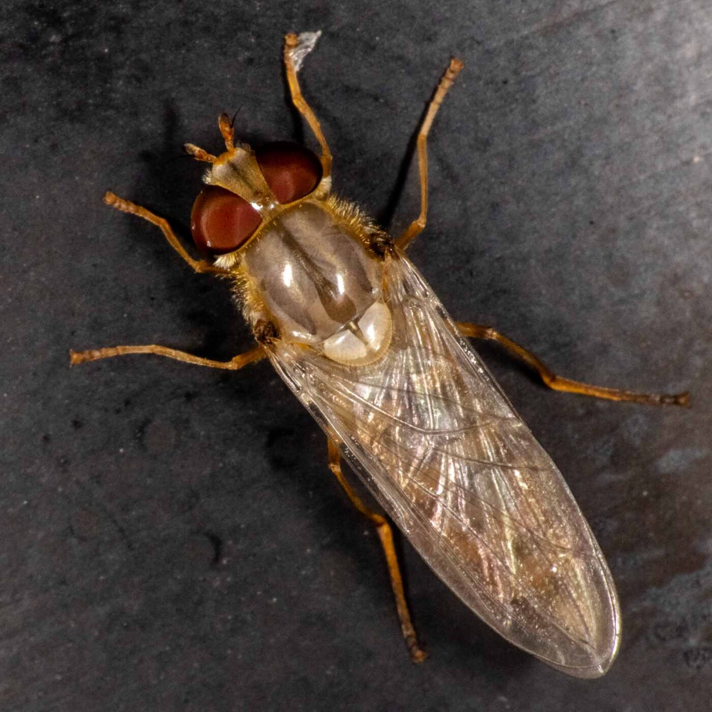 2023-08-22 - RE-Sidenzia auf'm BallKong