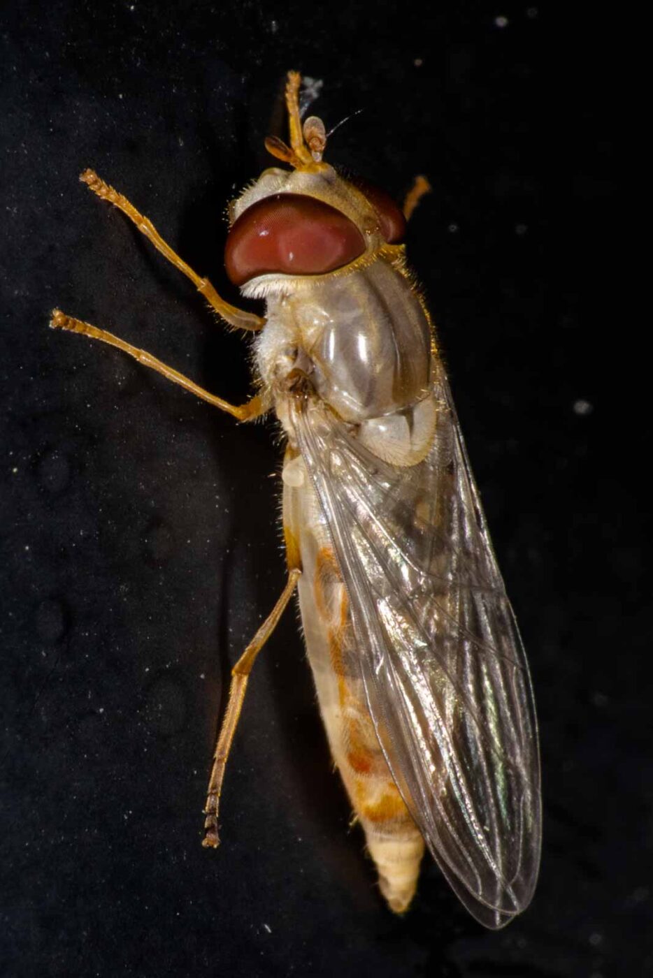 2023-08-22 - RE-Sidenzia auf'm BallKong