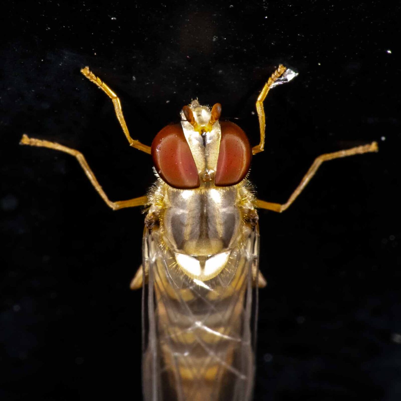 2023-08-22 - RE-Sidenzia auf'm BallKong