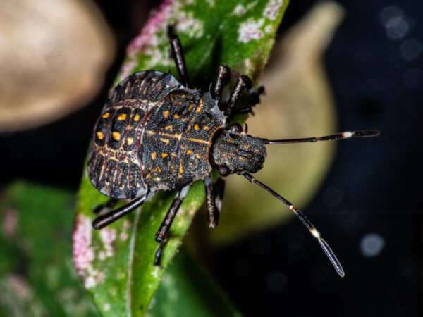 2023-09-02 - RE-Sidenzia auf'm BallKong