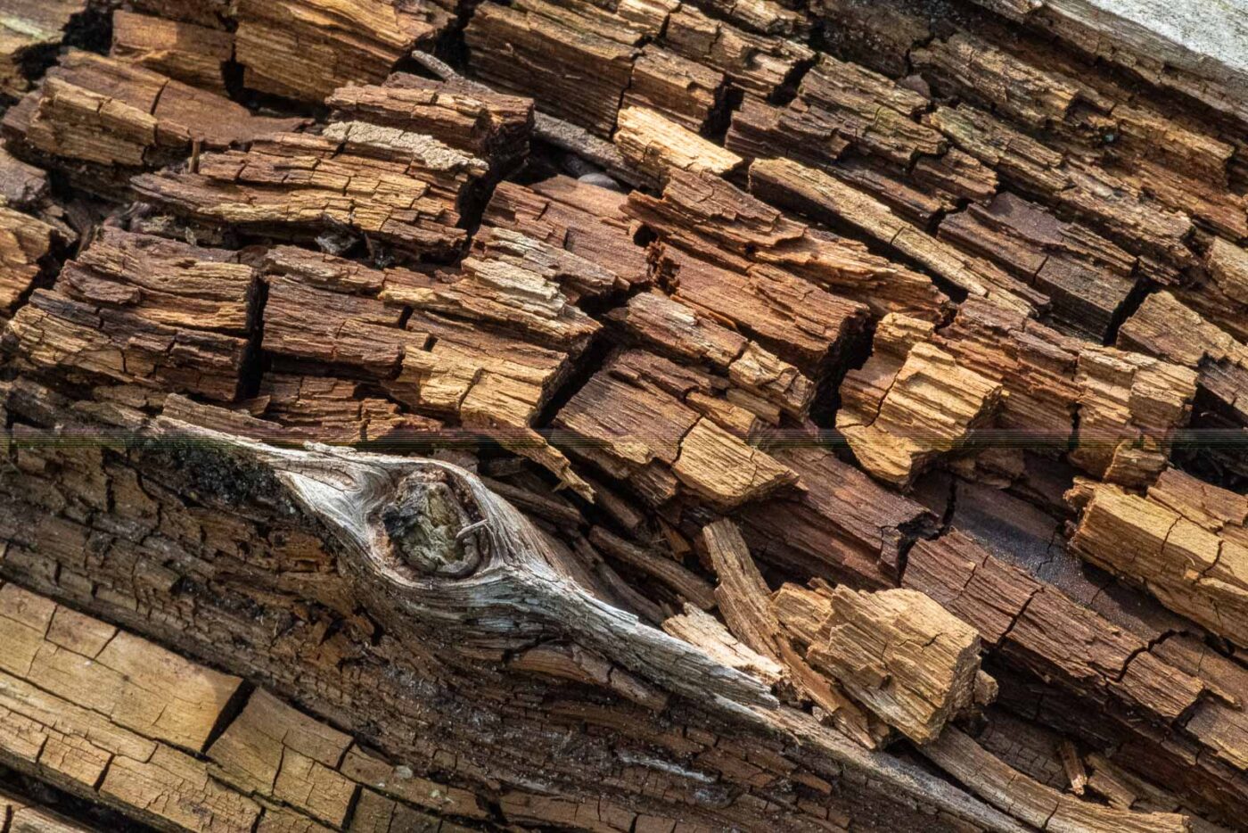 2023-09-03 - NSG Lippewiesen Haltern