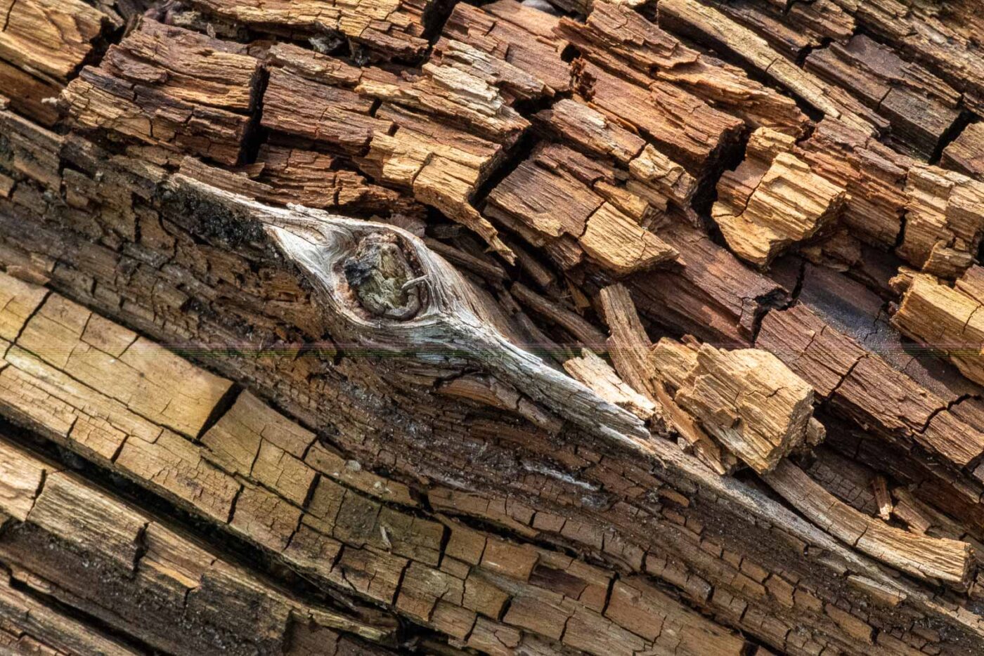 2023-09-03 - NSG Lippewiesen Haltern