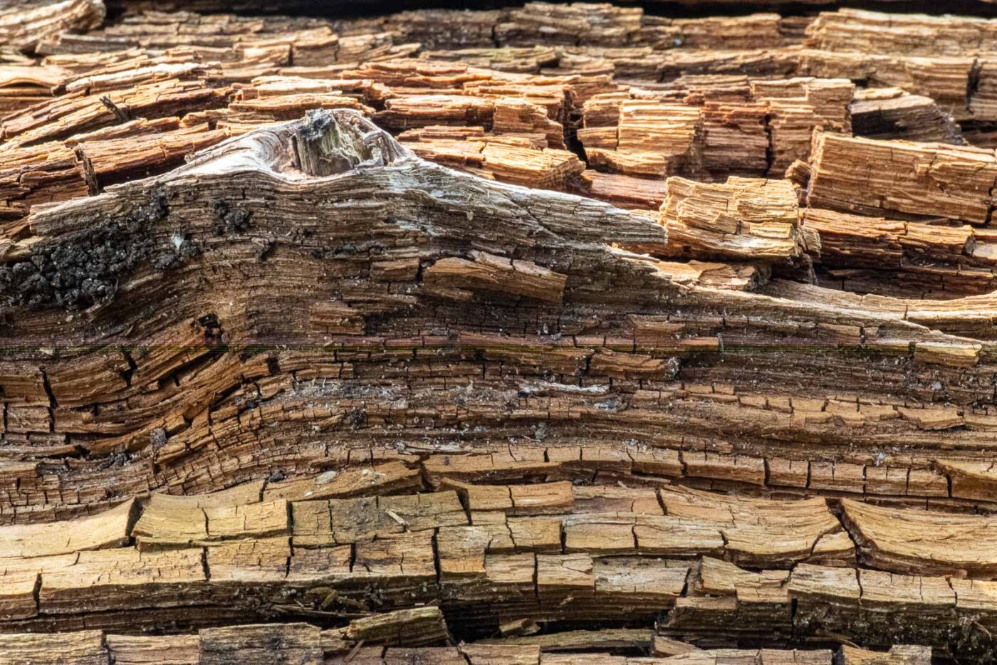 2023-09-03 - NSG Lippewiesen Haltern