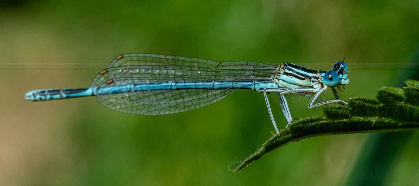 2023-09-03 - NSG Lippewiesen Haltern