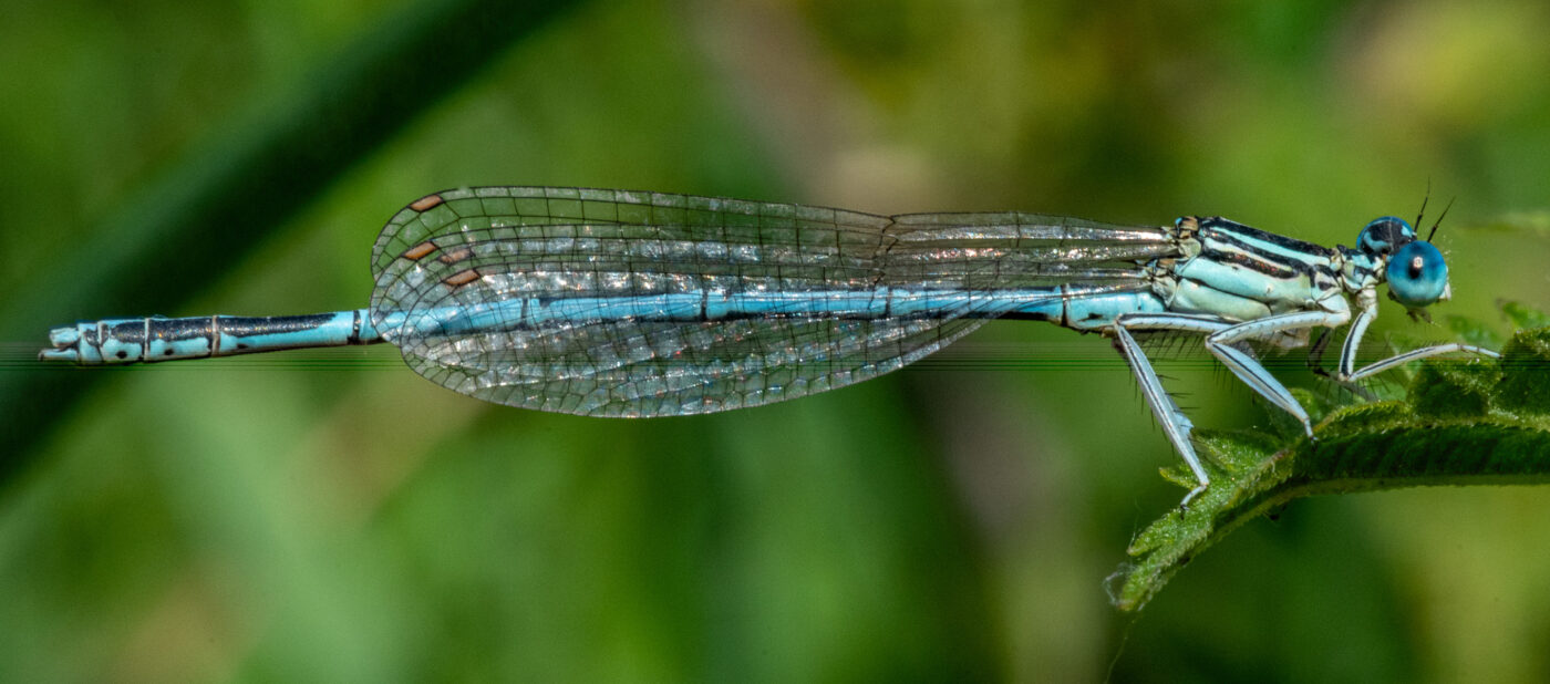 2023-09-03 - NSG Lippewiesen Haltern